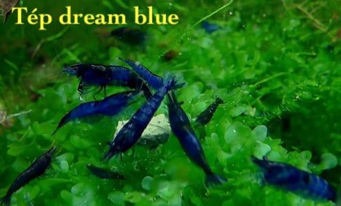 Động vật -Tép xanh ( Dream Blue )