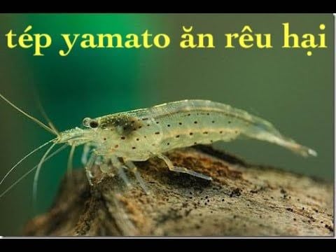 Động vật -Tép Yamato