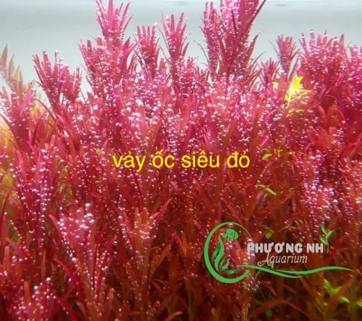 Vảy ốc đỏ( Rotala Rotundifolia Red)