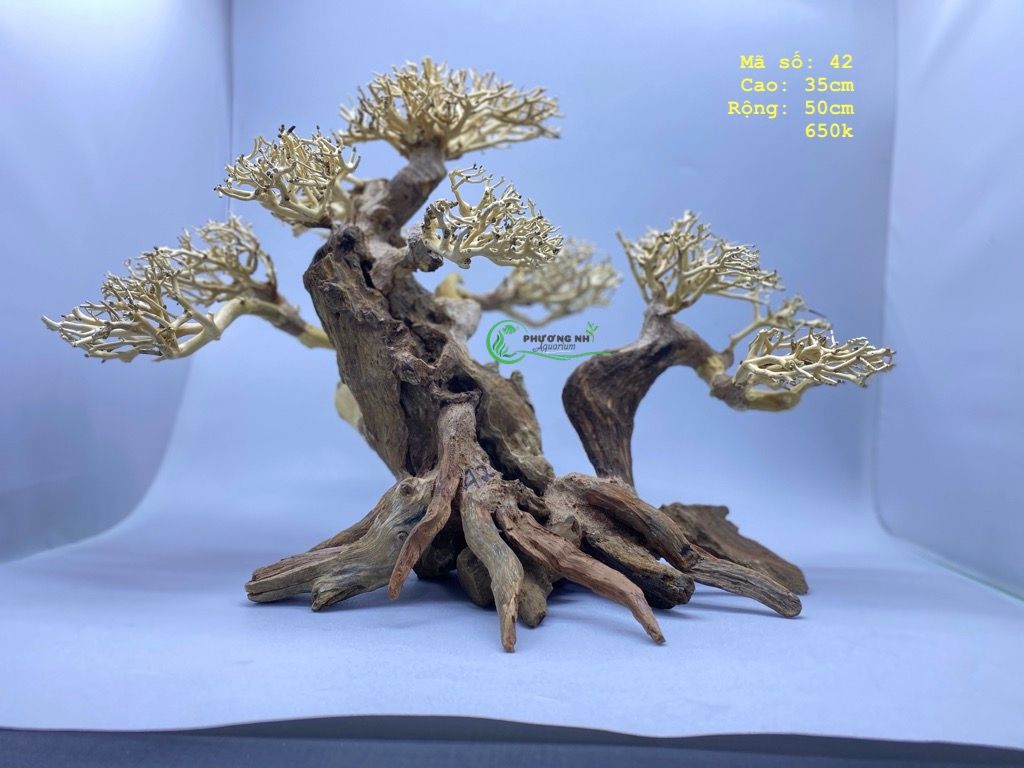 Cây bonsai số 4 và 5