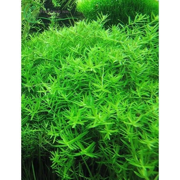 Vảy ốc xanh(Rotala sp. Green)