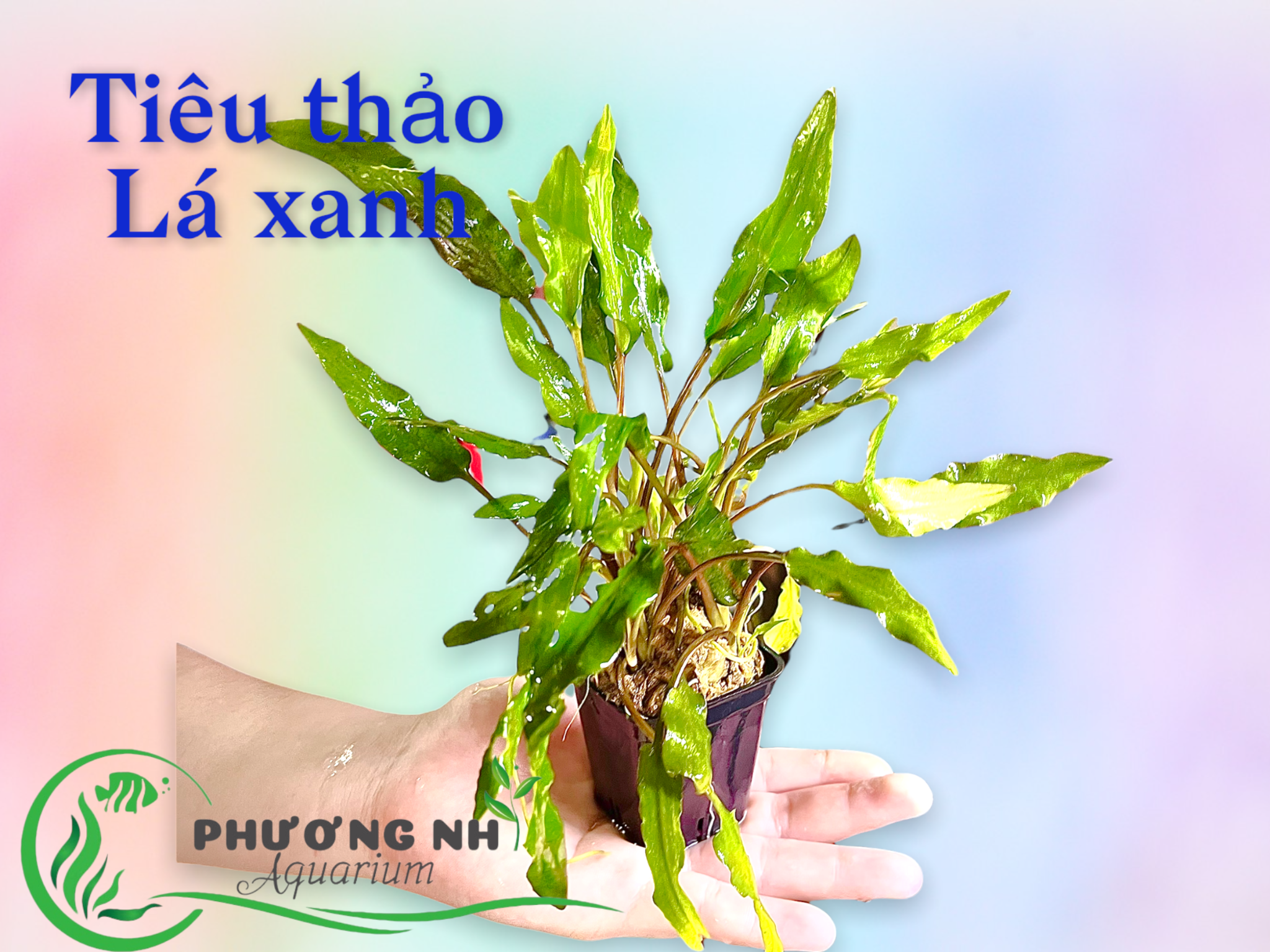 Tiêu thảo xanh