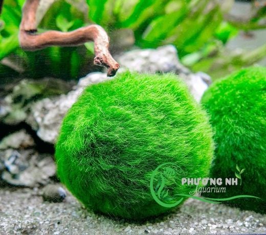 Moss ball