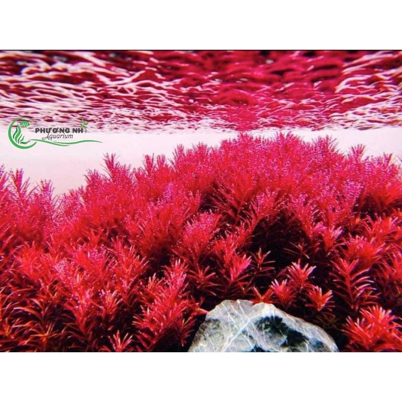 Vảy ốc đỏ( Rotala Rotundifolia Red)