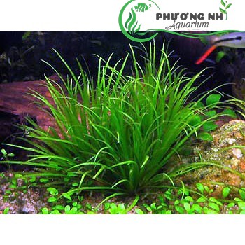 Cỏ Nhật Thuỷ Sinh giá rẻ Tháng 72023BigGo Việt Nam
