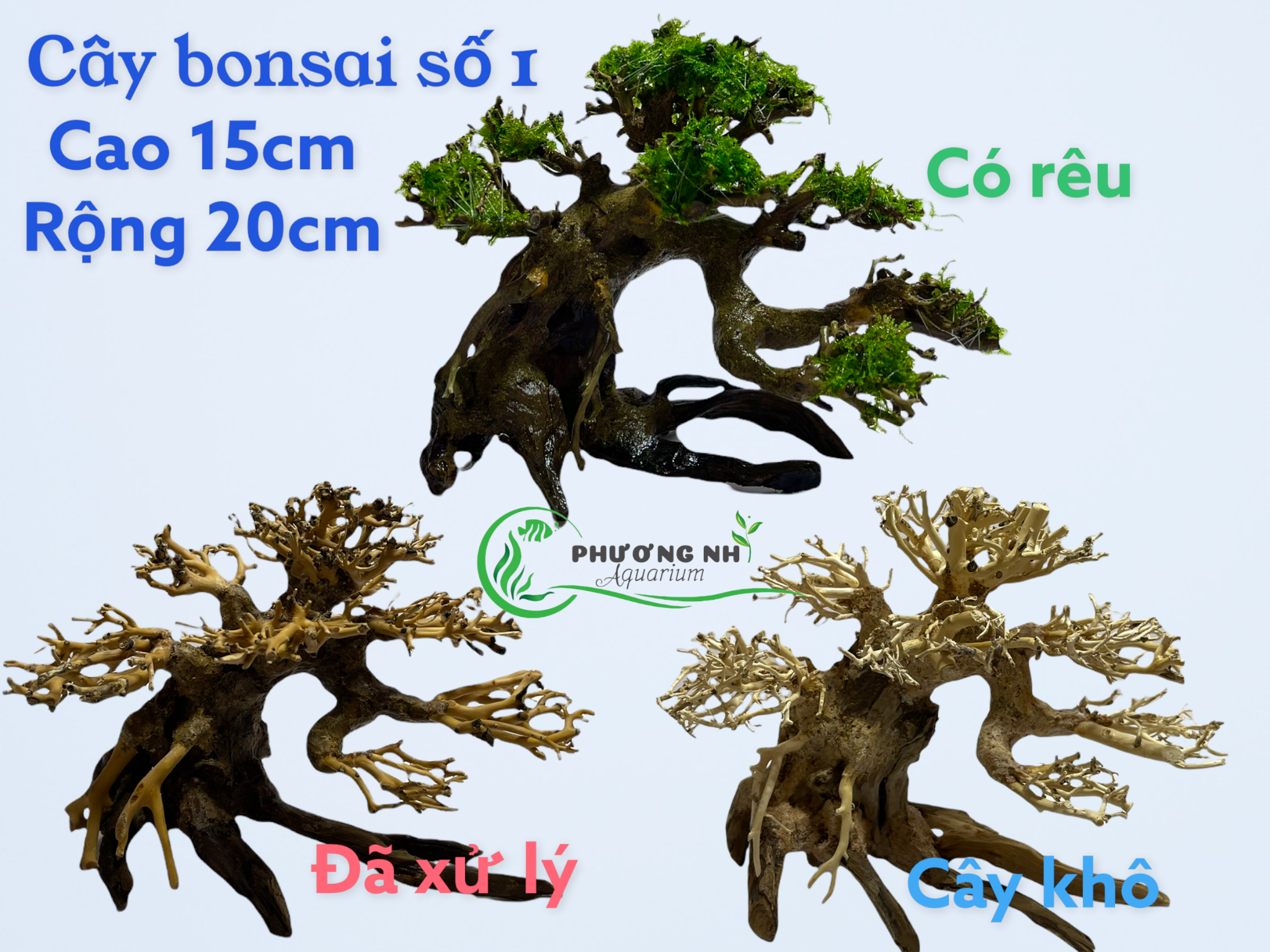 Cây bonsai số 1 cao 15 rộng tán 20