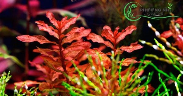 Cây Văn bá đinh hương