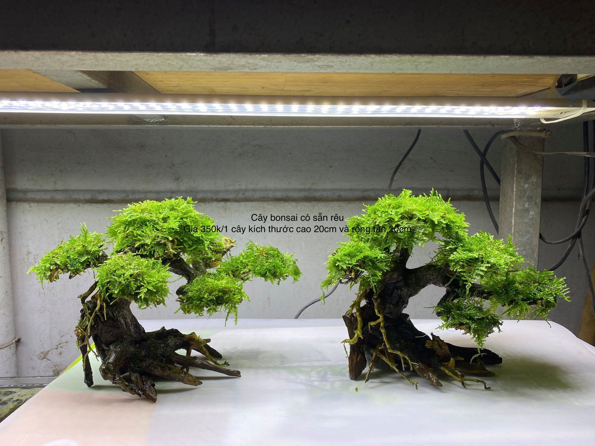 Cây bonsai mini  cao 12 rộng tán 15cm