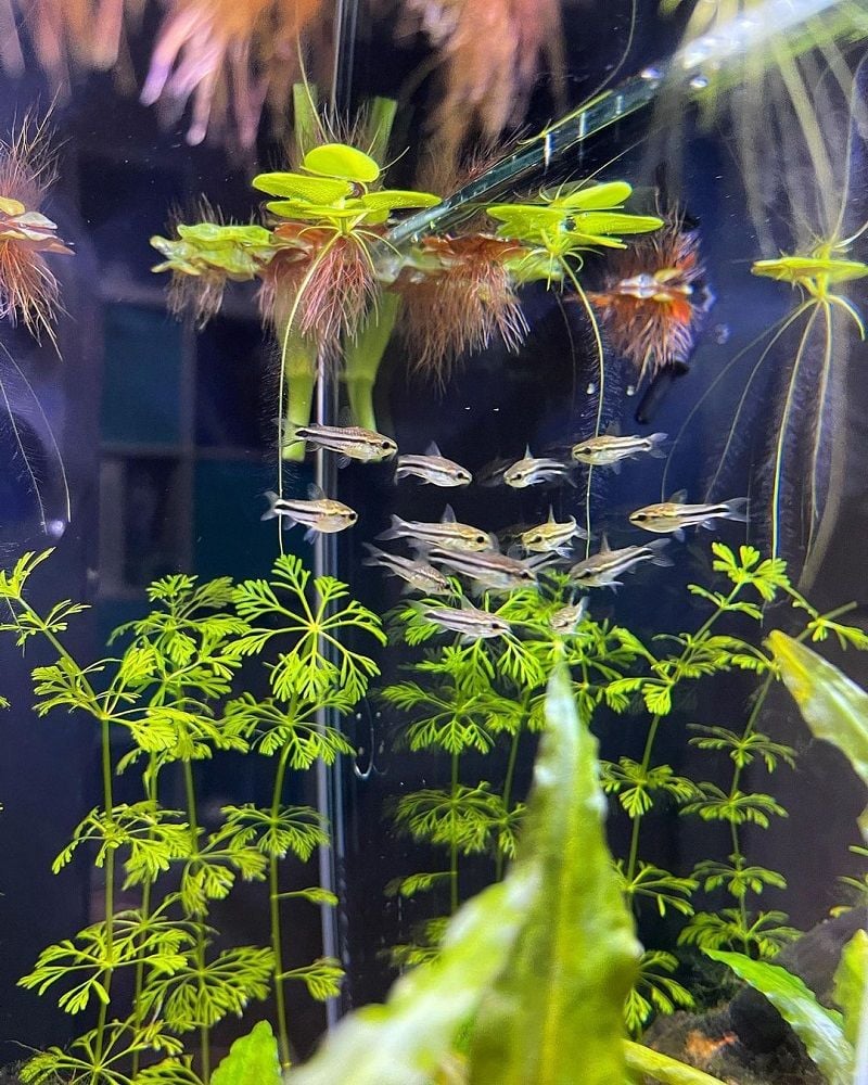 Động vật - Chuột Pygmy