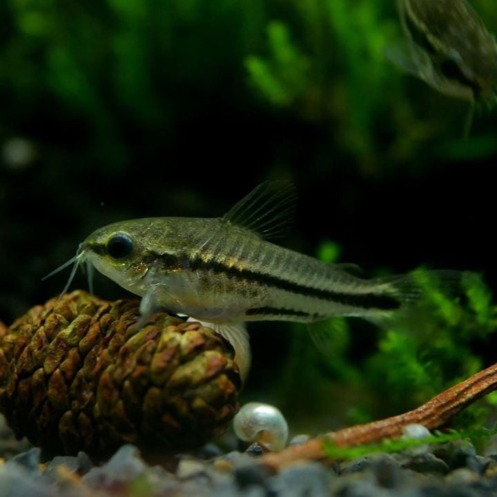 Động vật - Chuột Pygmy