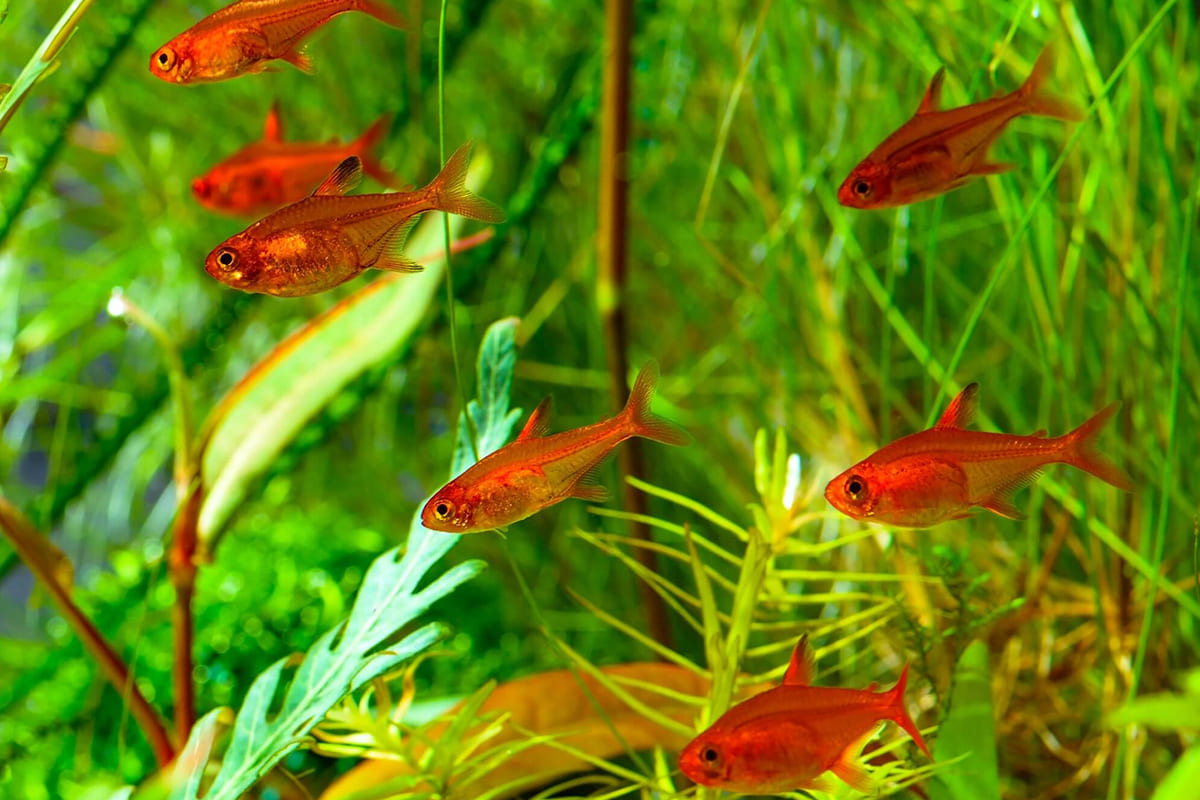 cá ember tetra cá thuỷ sinh cá thuỷ sinh dễ nuôi thuỷ sinh –