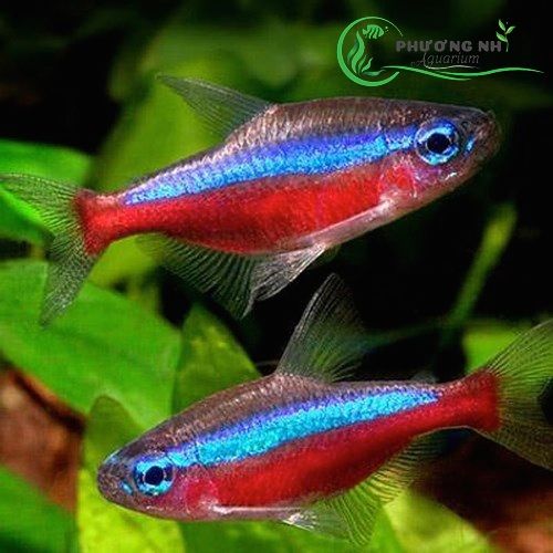 Động vật -cá neon vua