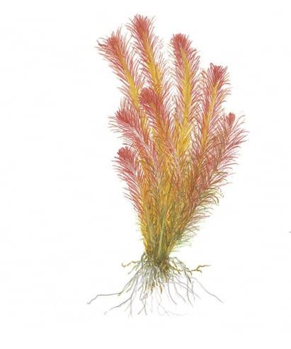 Cây chỉ đỏ ( rotala vallichii)