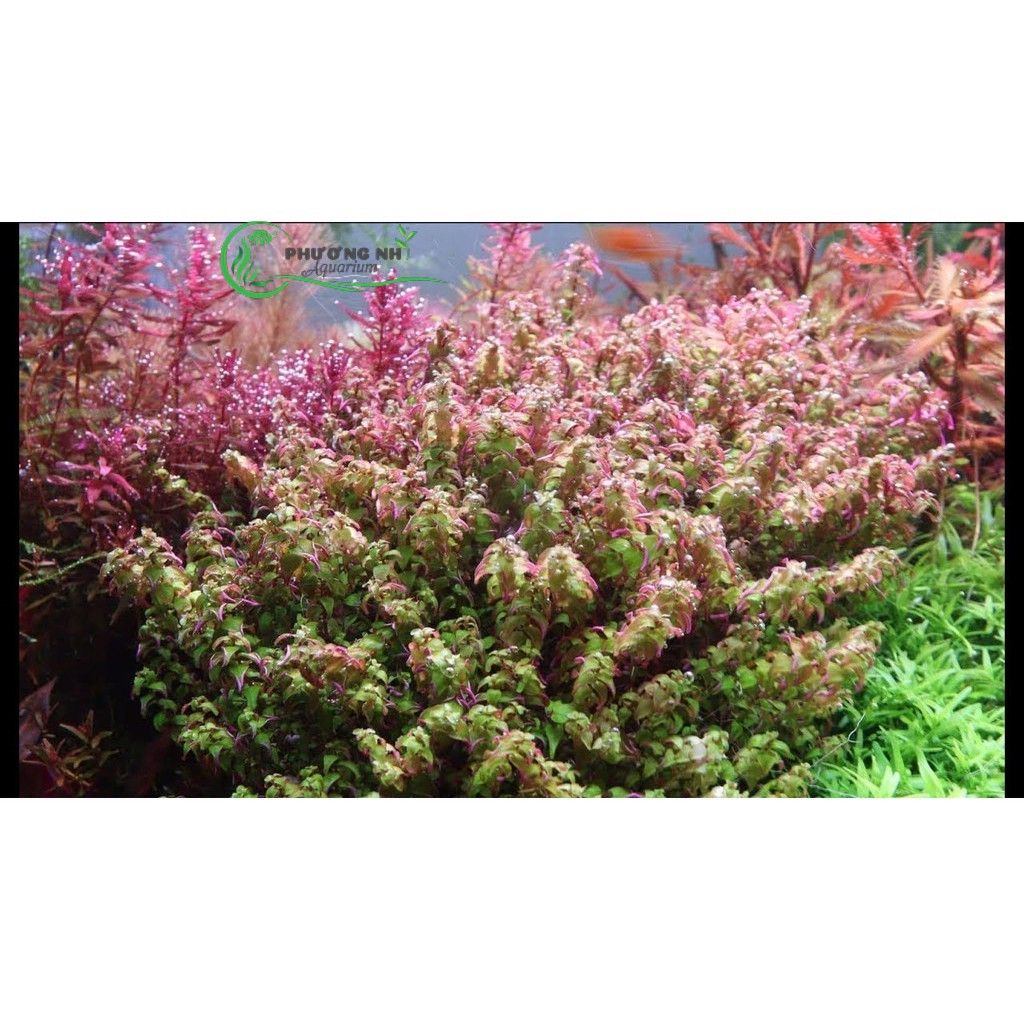 Cây Rotala pearl(vẩy ốc ngọc trai)