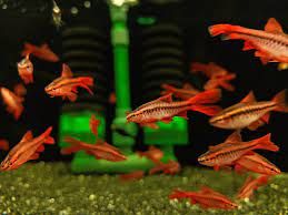 Động vật -Diếc anh đào