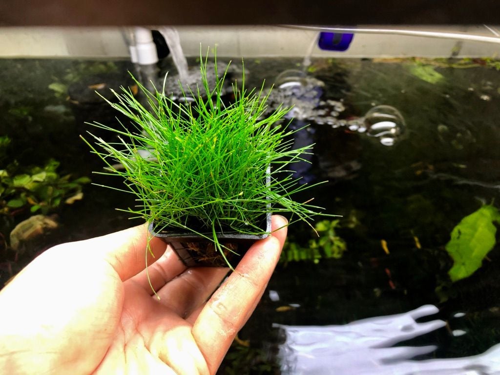 Cỏ Ngưu mao chiên ( cây nền)