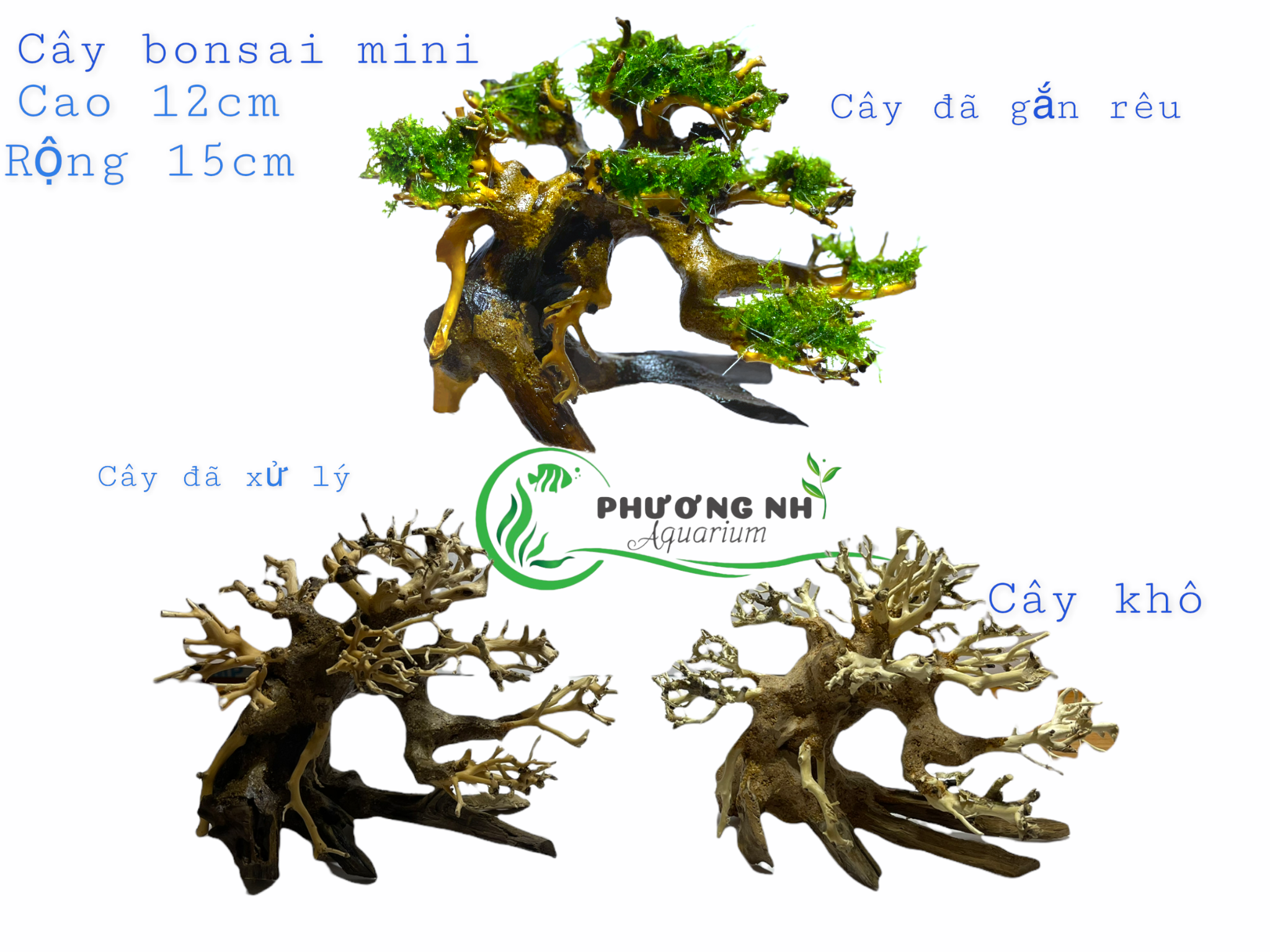 Cây bonsai mini  cao 12 rộng tán 15cm