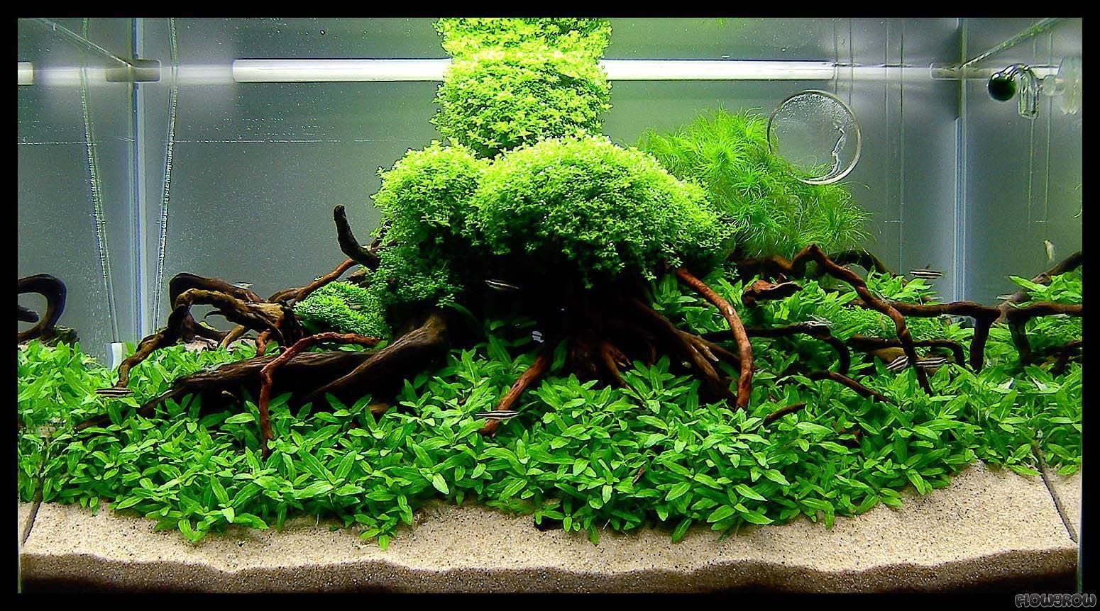 Rau thơm thuỷ sinh