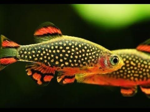 Động vật - Cá Galaxy