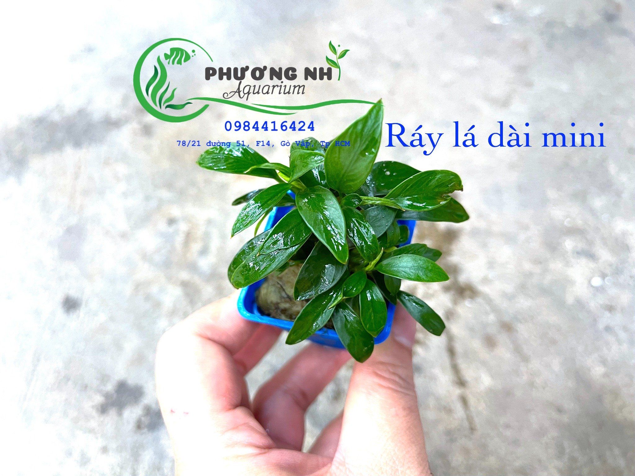 Ráy lá dài mini