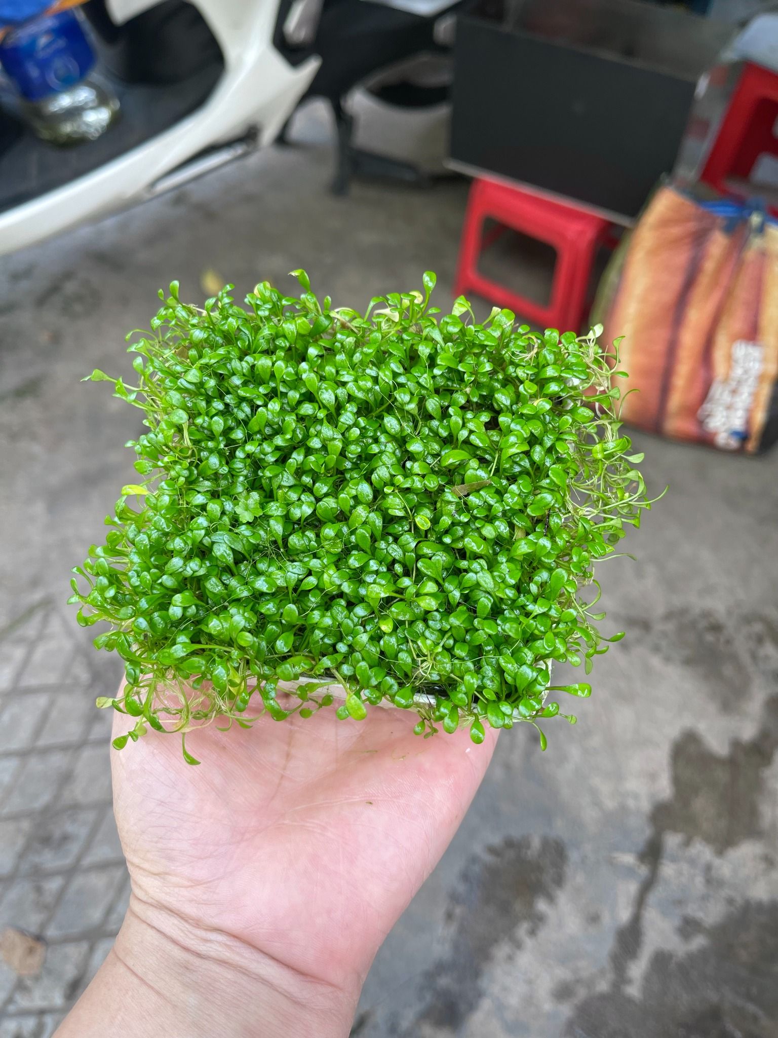Trân châu nhật ( cây nền)