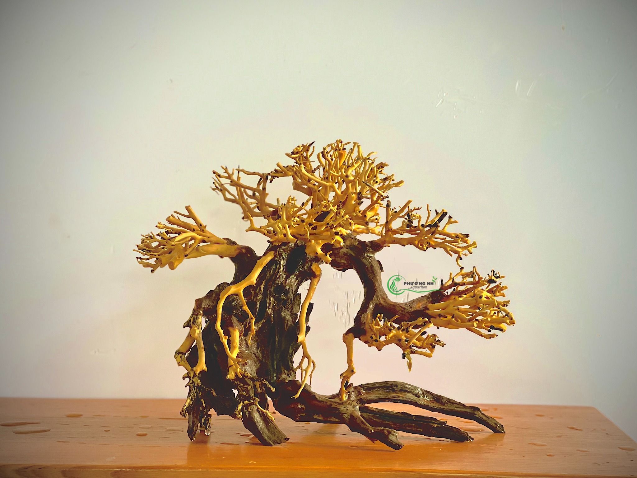 Cây bonsai số 3 cao 25 rộng tán 30