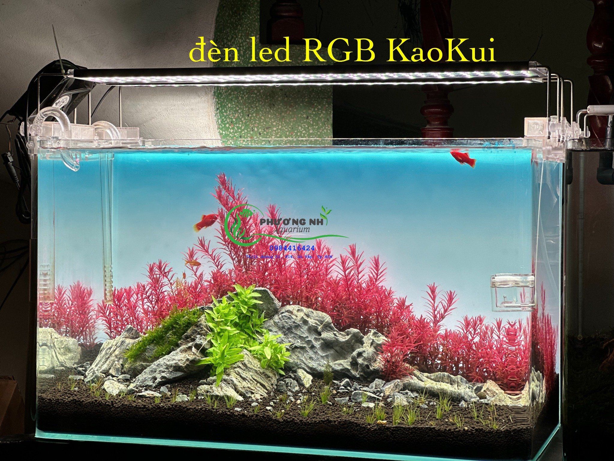 Đèn LED Kaokui RGB 3 in 1 chuyên cho cây màu đỏ