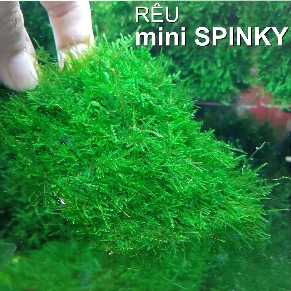Rêu MiniSpinky
