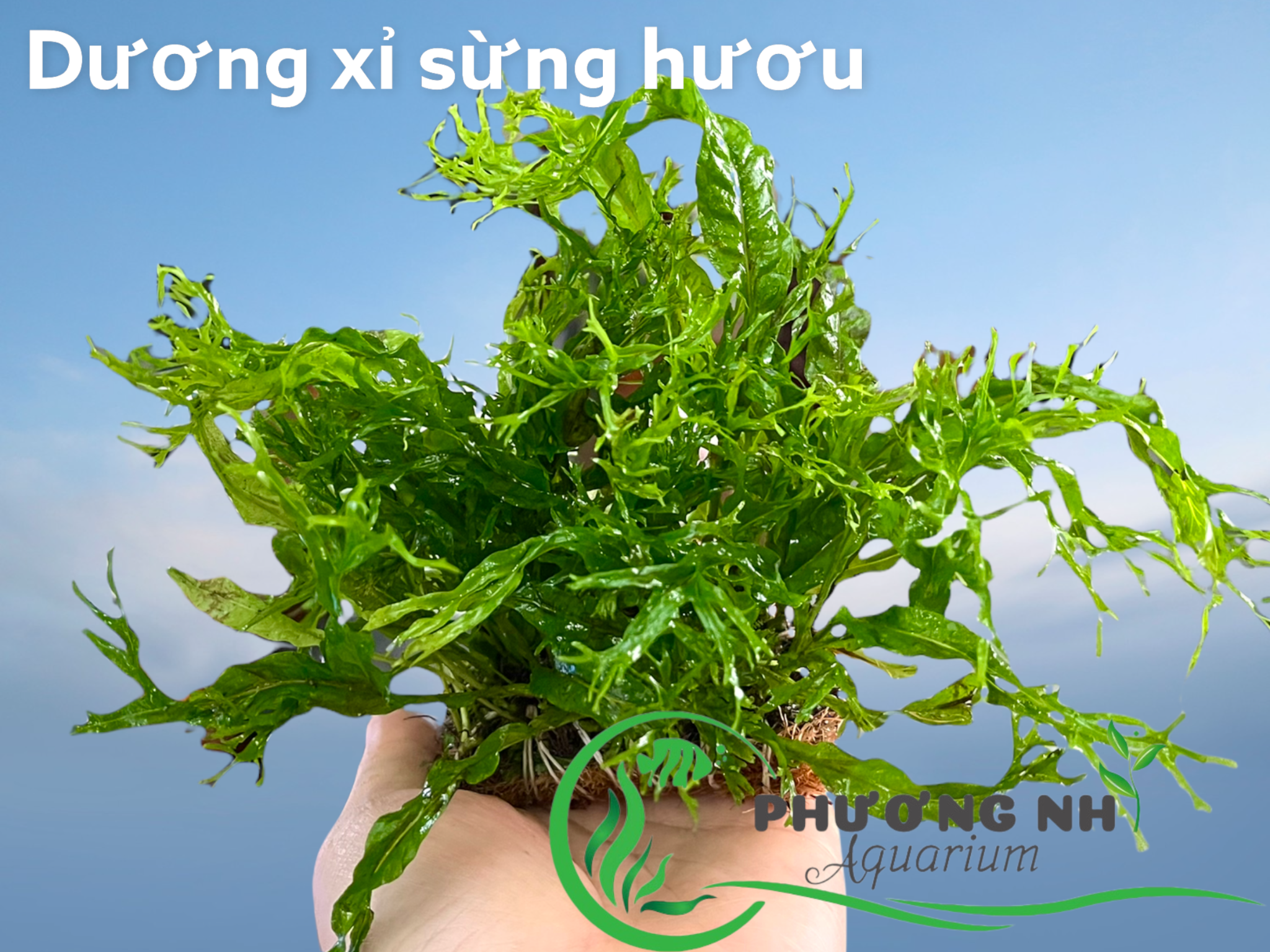 Dương xỉ sừng hươu