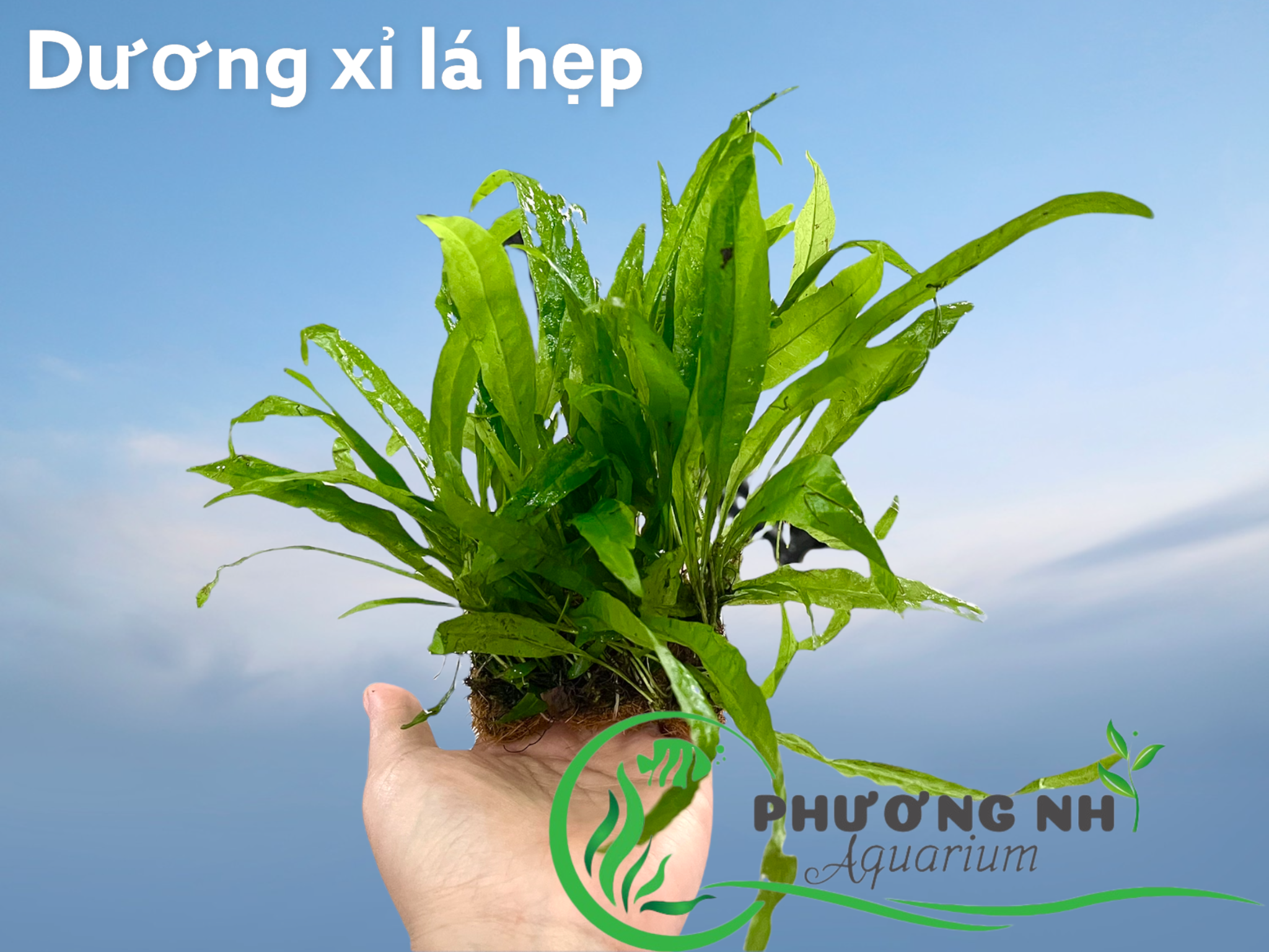 Dương xỉ lá hẹp