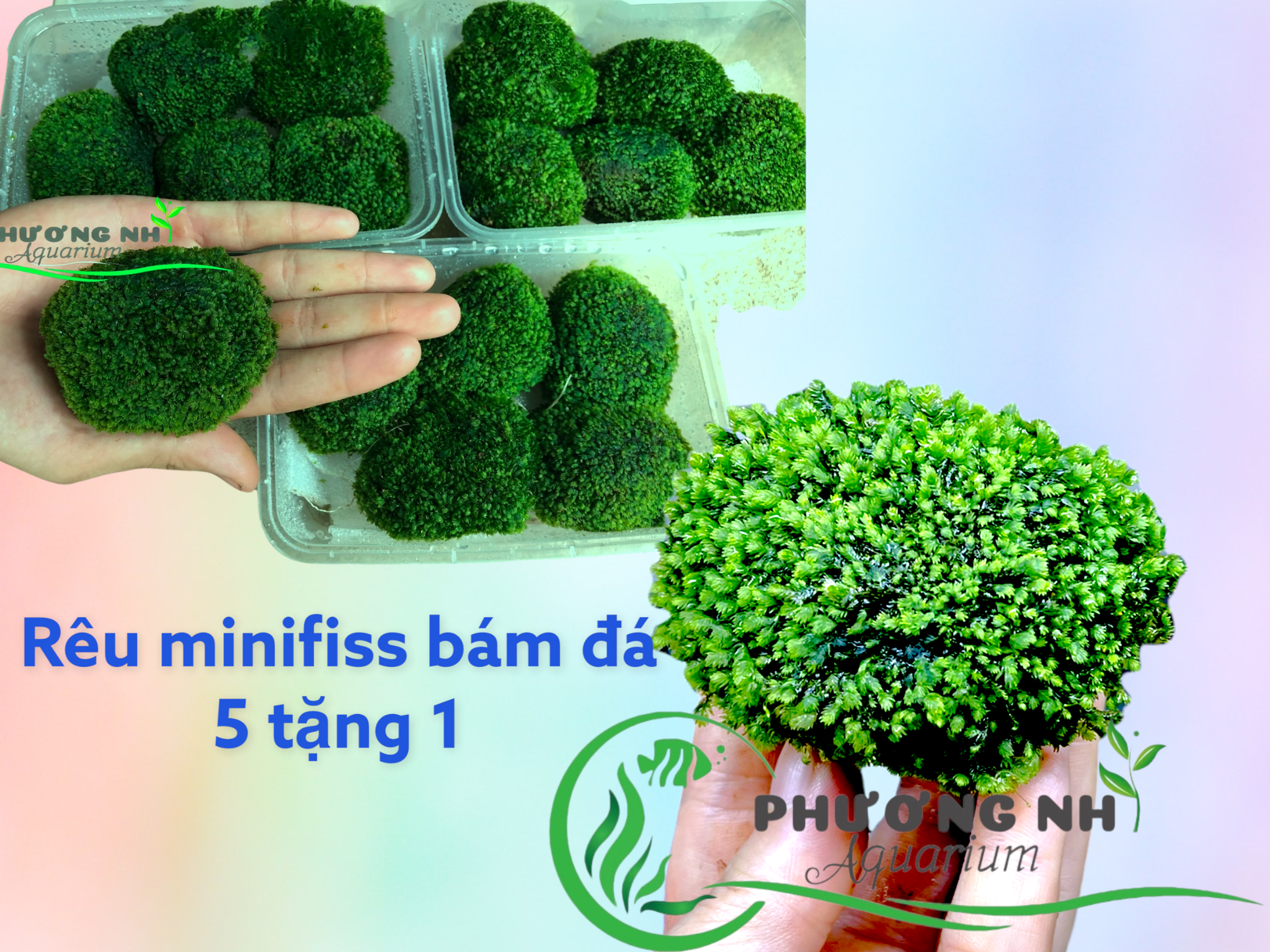 Rêu Minifiss bám đá hộp 4 viên ( tặng 1 viên)