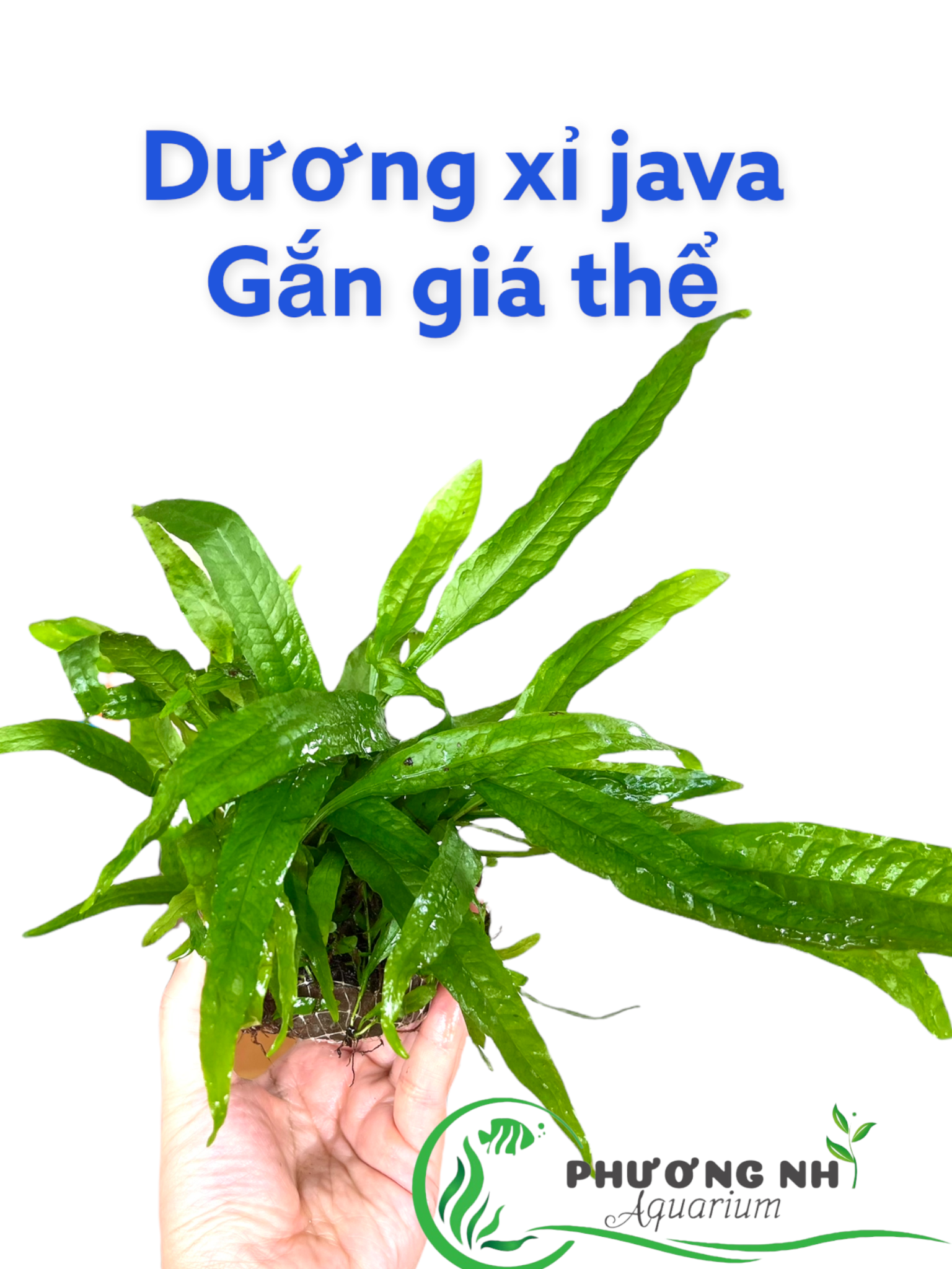 Dương xỉ Java