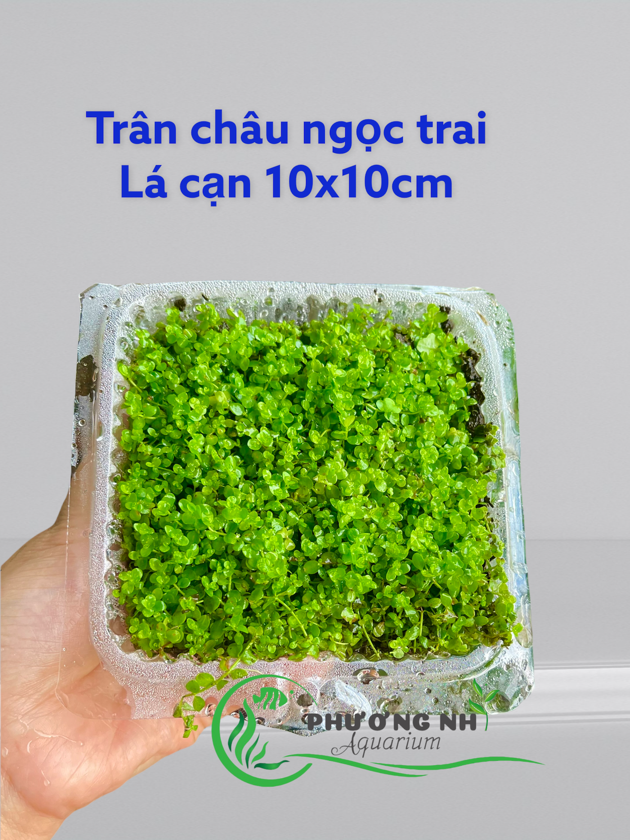 Cây trân châu ngọc trai ( cây nền)