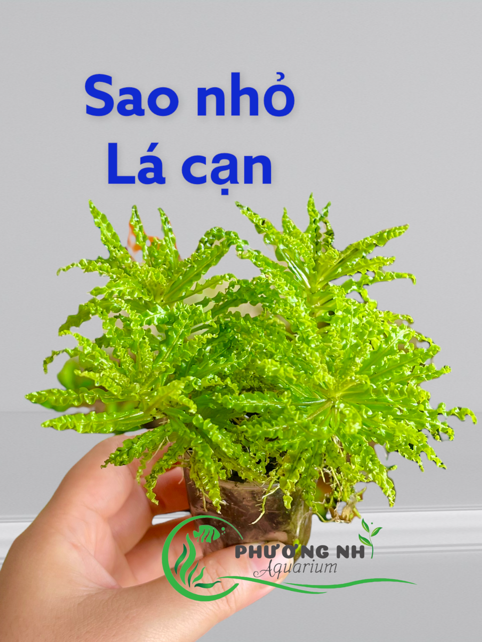 Cây sao nhỏ