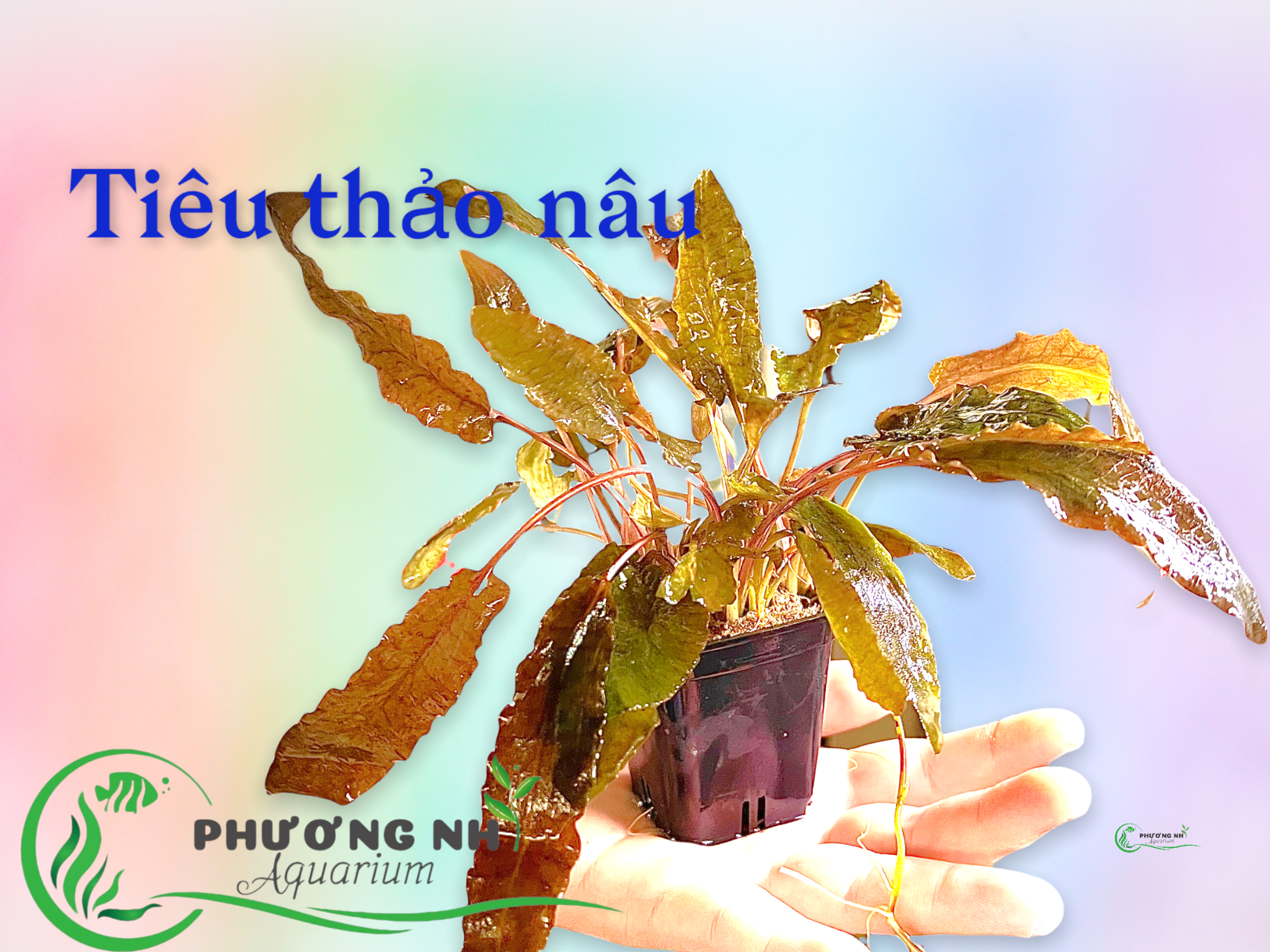 Tiêu thảo nâu
