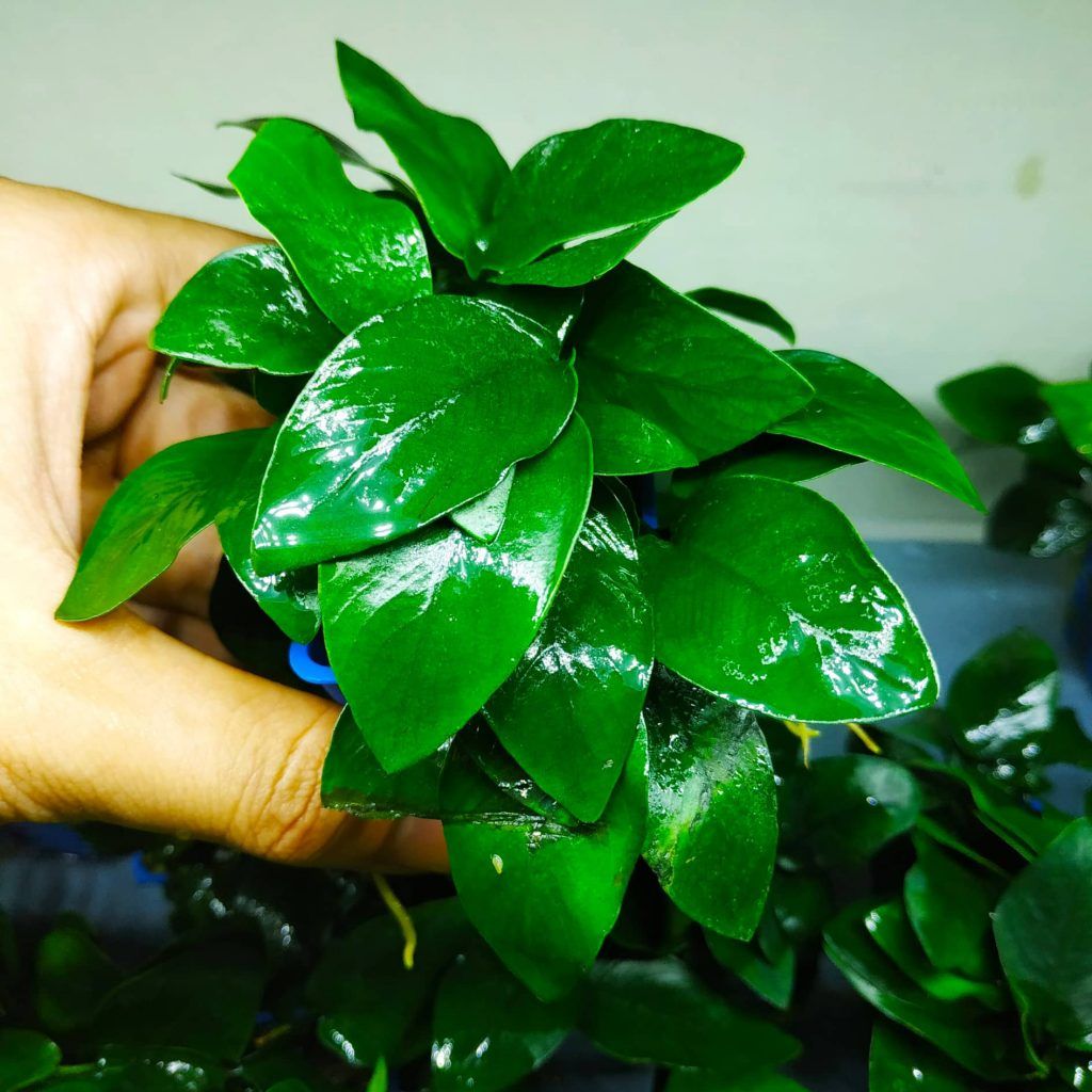 Ráy lá thường ( trầu bà lá thường)