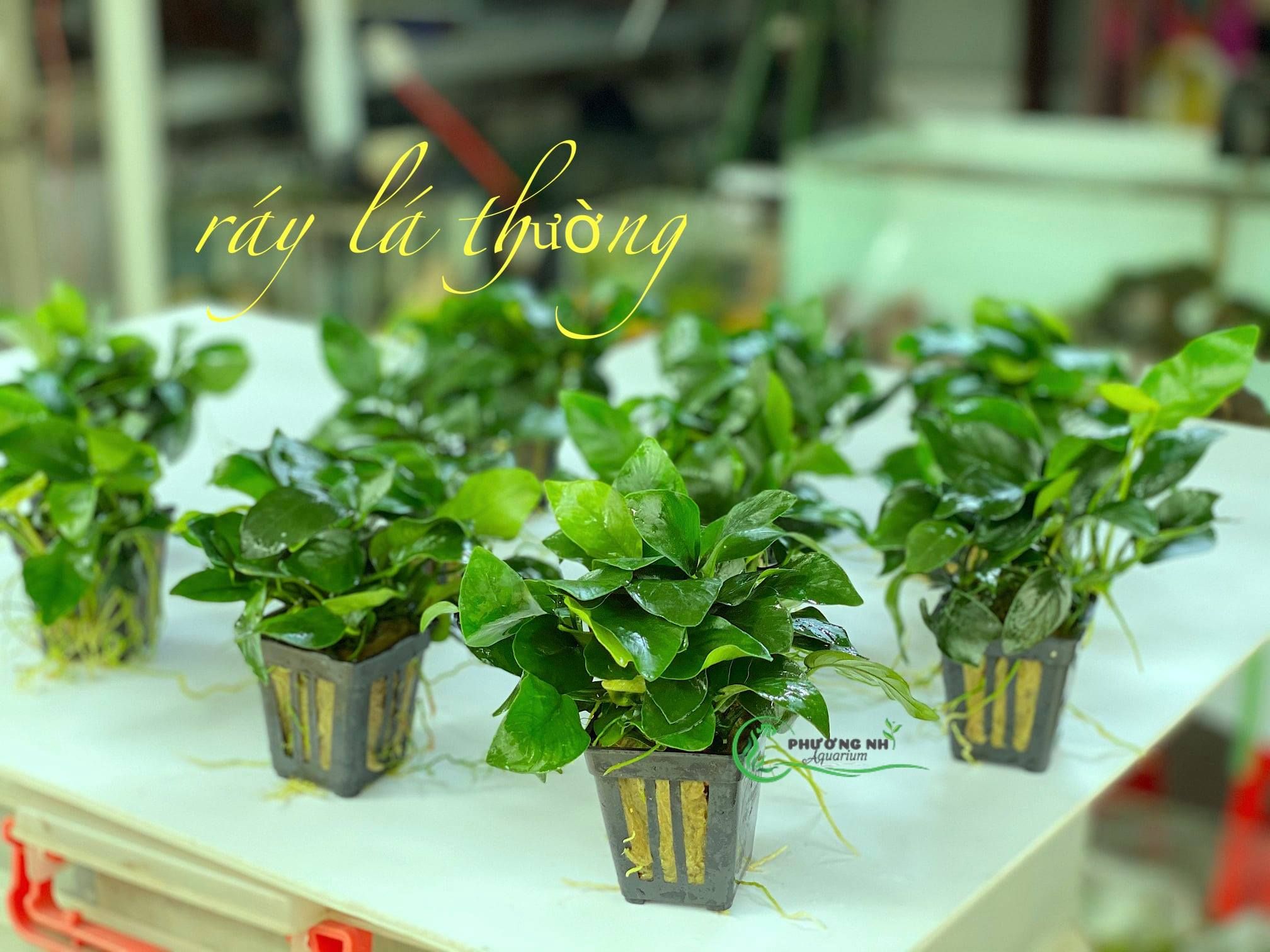 Ráy lá thường ( trầu bà lá thường)