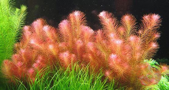 Cây chỉ đỏ ( rotala vallichii)