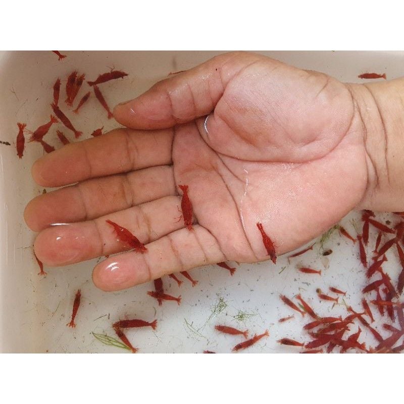 Động vật -Tép đỏ ( Super Red )