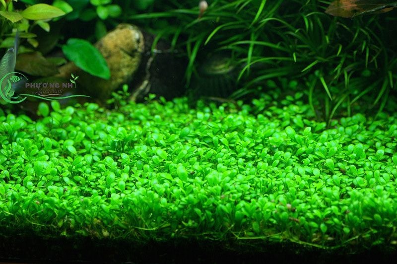 Cây Thủy Sinh Trân Châu Ngọc Trai  Shopee Việt Nam