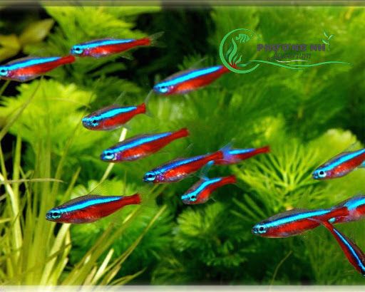 Động vật -cá neon vua
