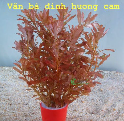 Cây Văn bá đinh hương