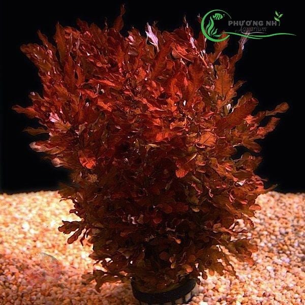 Cây Văn bá đinh hương