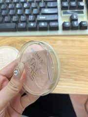 Phấn phủ Rimmel London Stay Matt Pressed Powder fullsize - PHỒNG PHỀNH