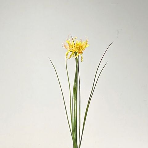 Cành Hoa Bỉ Ngạn Màu Vàng