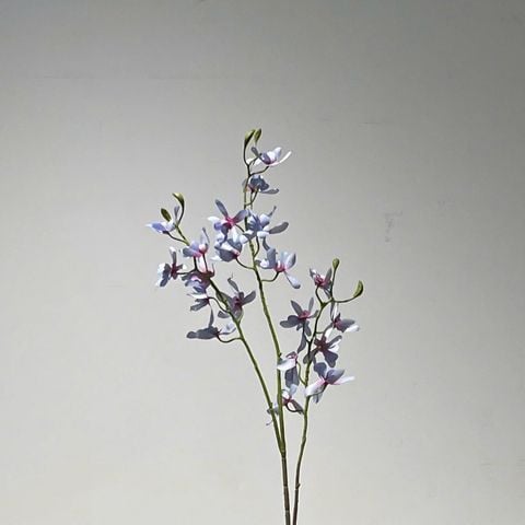 Cành Lan Tím