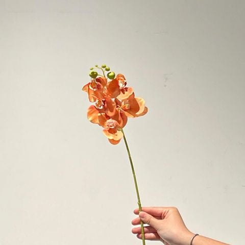 Hoa Lan Màu Cam