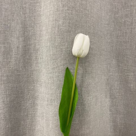 Hoa tulip lụa trắng
