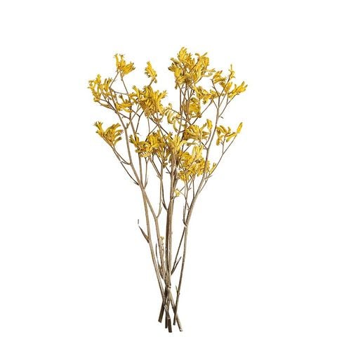 Hoa khô Kangaroo paw