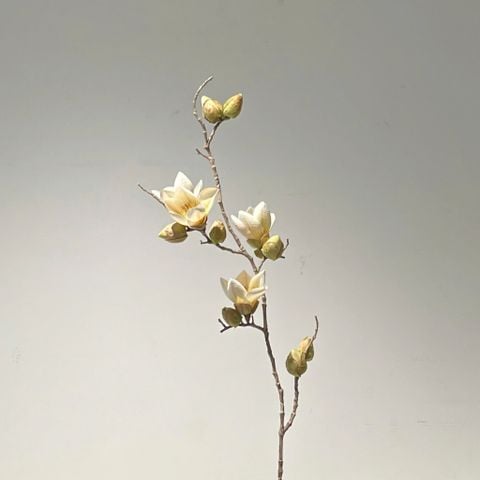 Cành Hoa Mộc Miên Màu Trắng